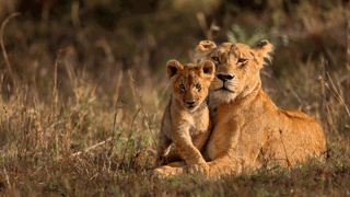 Kruger National Park Safari