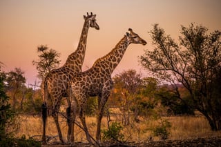KRUGER NATIONAL PARK, SOUTH AFRICA KRUGER NATIONAL PARK, SOUTH AFRICA