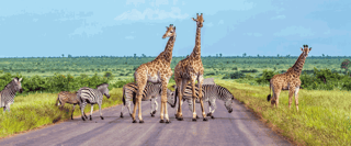 Benefits of Being a South Africa Visa-Exempt Passport Holder