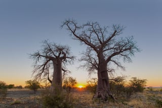 Sunrise between two young baobab trees Sunrise between two young baobab trees
