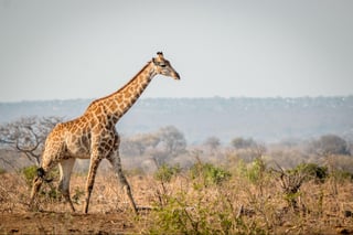 Giraffe walking in the bush in the Kruger National Park Giraffe walking in the bush in the Kruger National Park