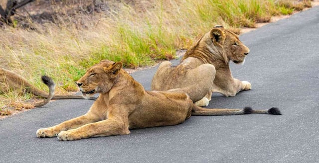 2 Lions In Kruger National Park South Africa
