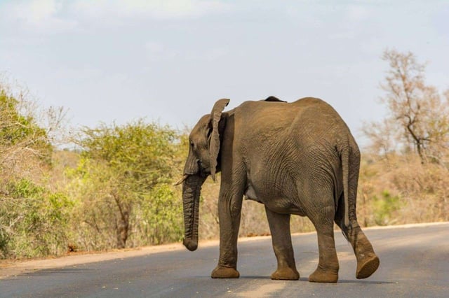 An Elephant Roaming In Kruger National Park South Africa