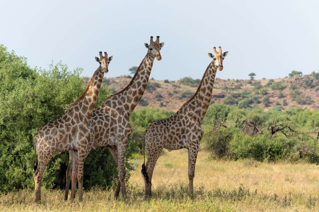 Giraffe South African Giraffe Or Cape Giraffe Giraffa Giraffa
