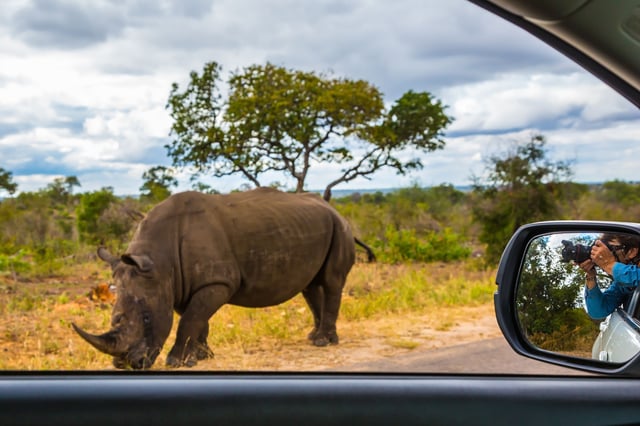 Huge Rhino Peacefully Nibbling The Grass On Side Of The Road
