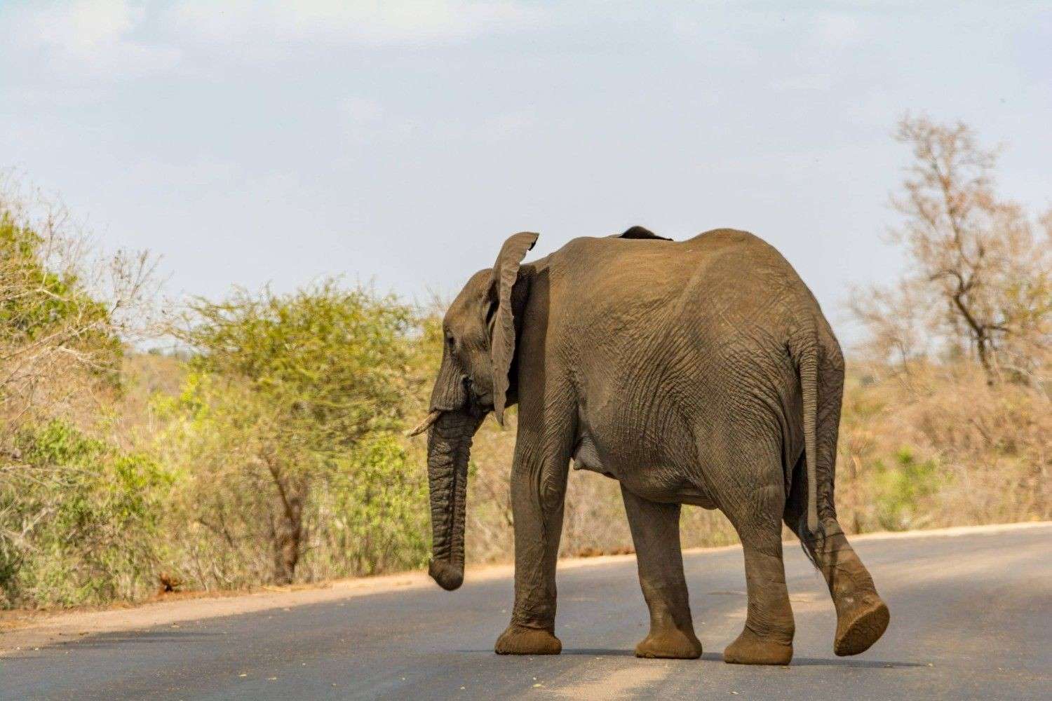 An Elephant Roaming In Kruger National Park South Africa
