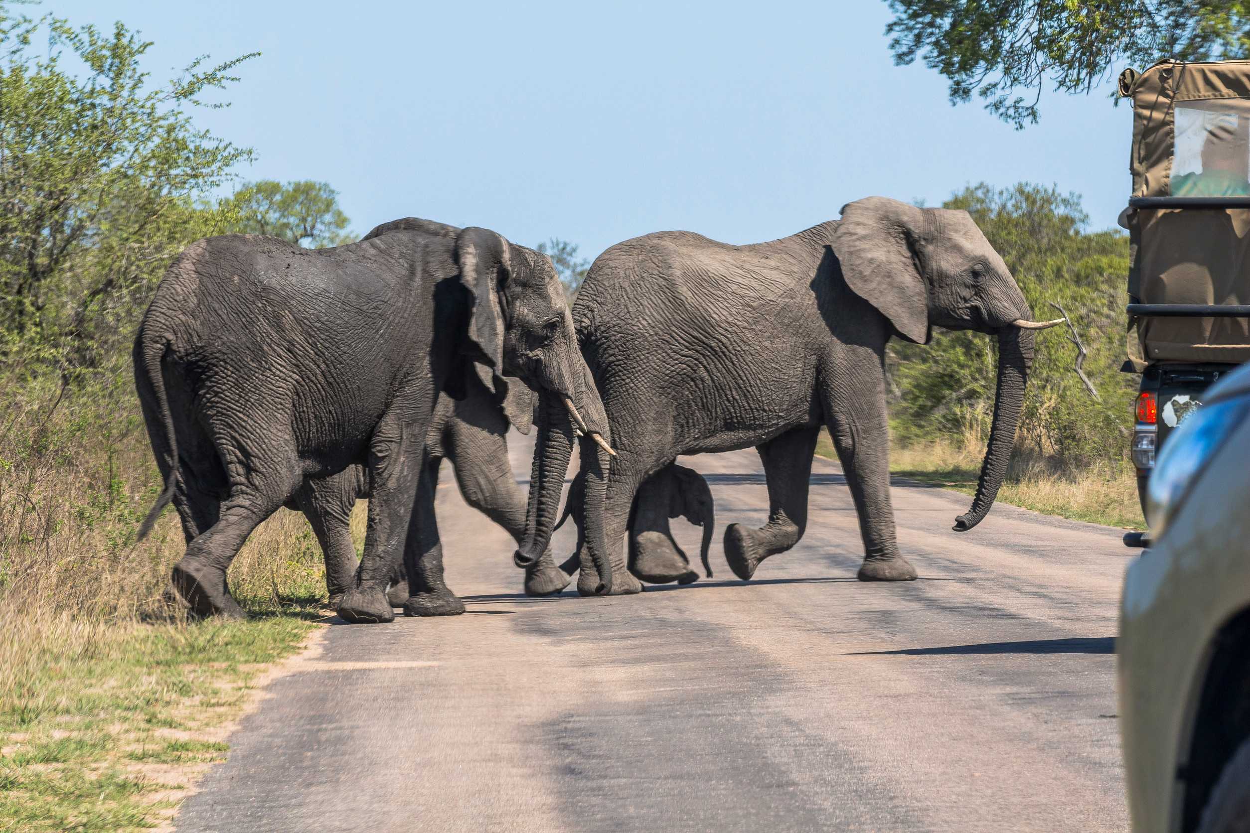 Elephants And Safari Cars On Street Kruger Park