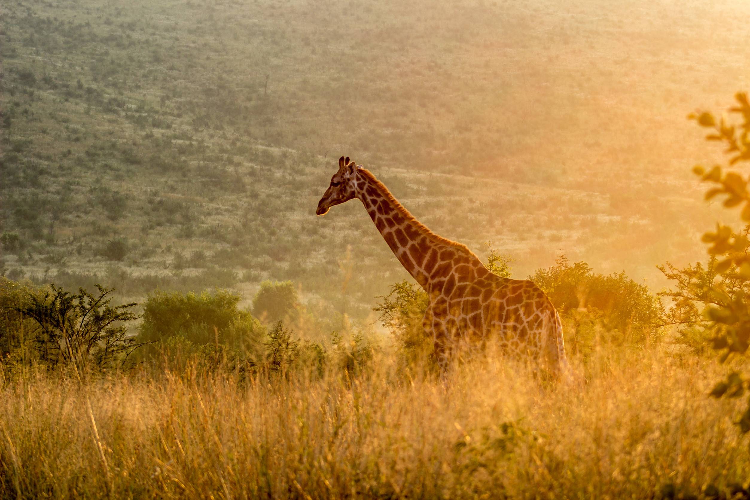 Giraffe In The Morning Sunlight