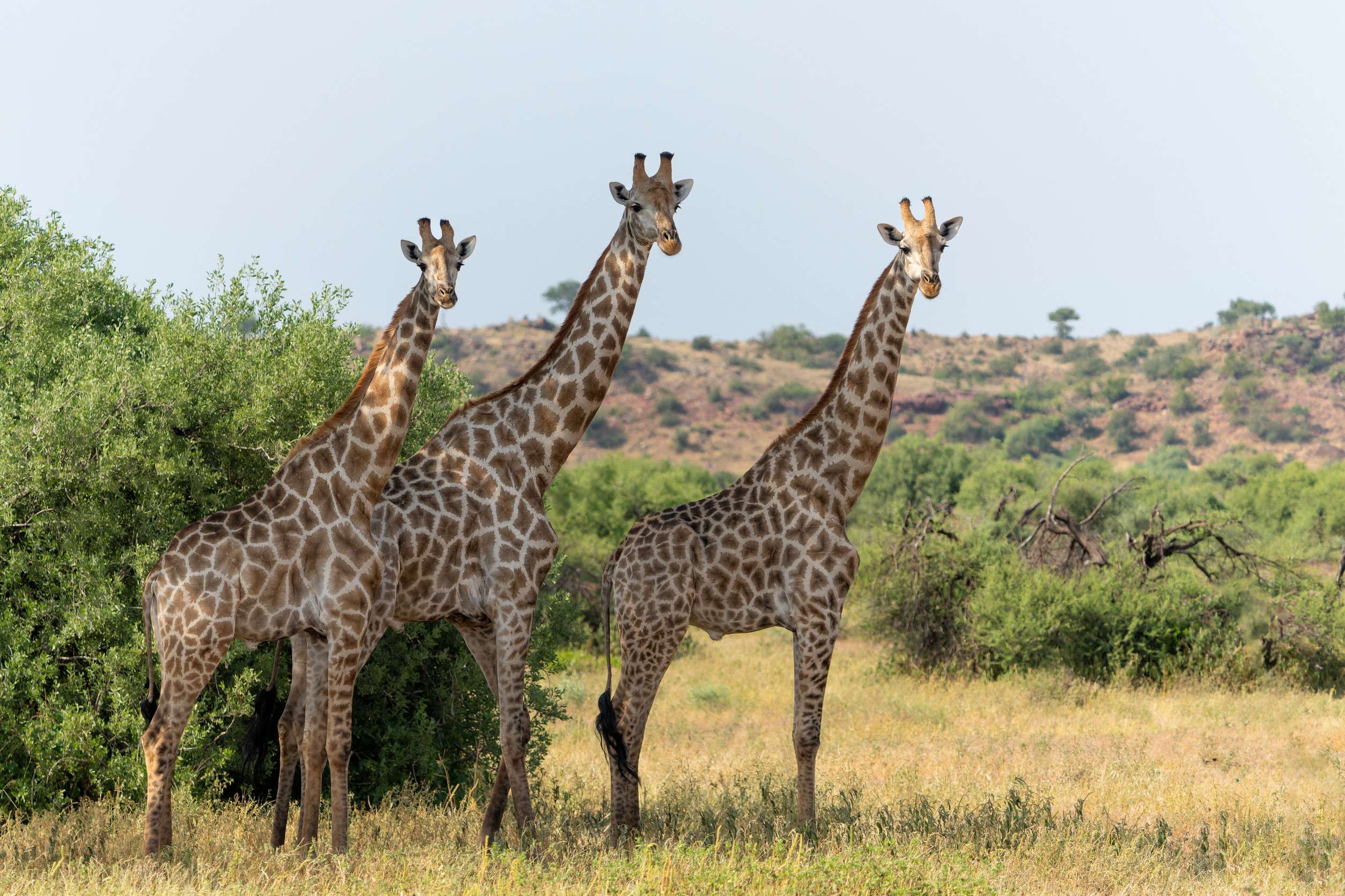 Giraffe South African Giraffe Or Cape Giraffe Giraffa Giraffa