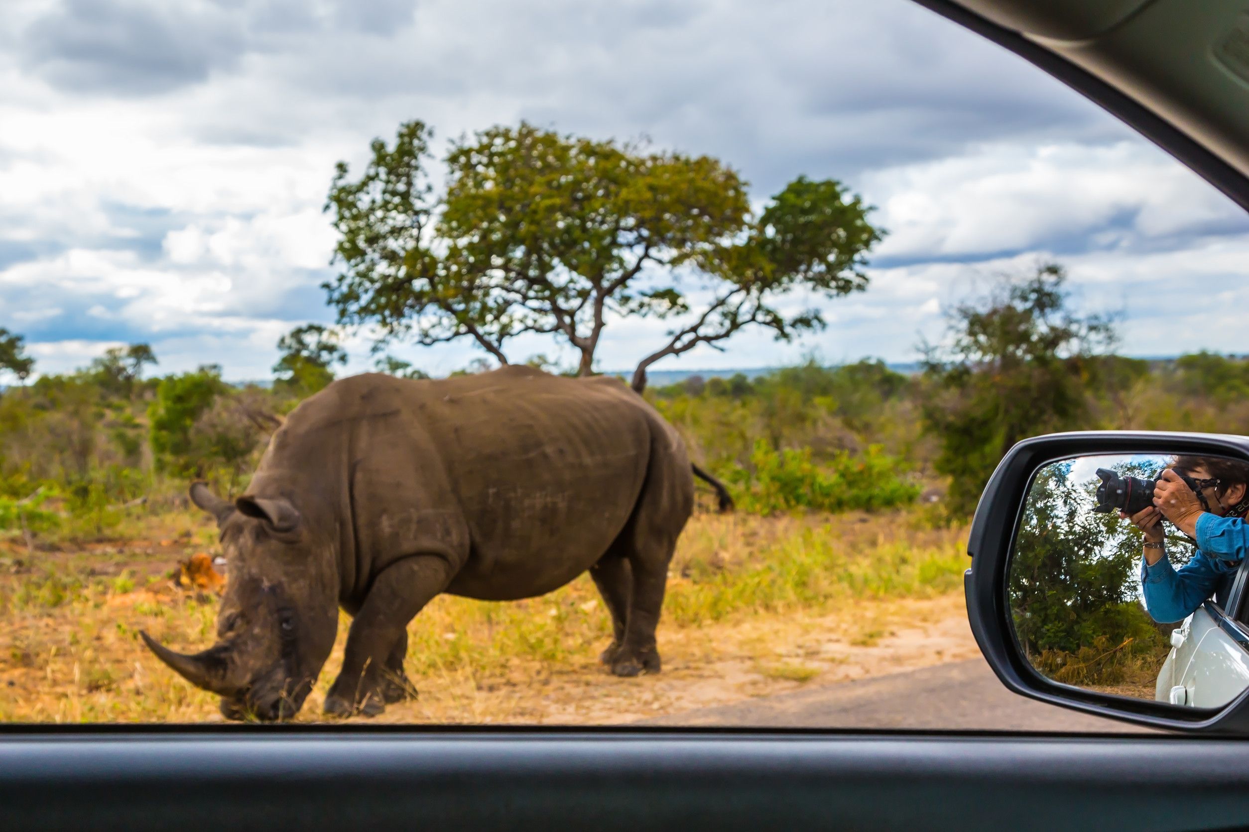 Huge Rhino Peacefully Nibbling The Grass On Side Of The Road